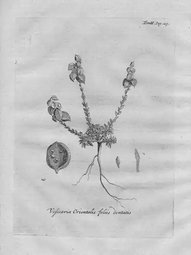 Vesicaria orientalis Heilkräuter Kräuter