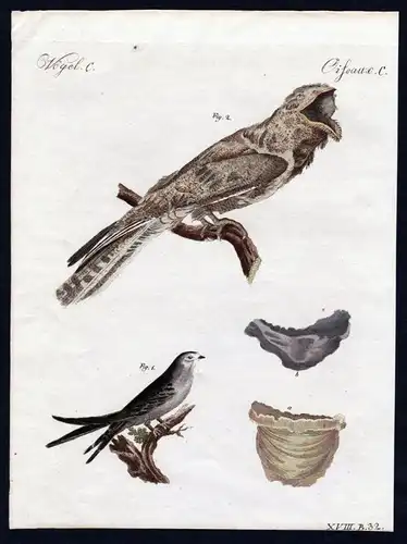 Schwalbe Nachtschwalbe nightjar Vögel birds   / Bilderbuch für Kinder