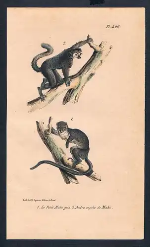 Affe Affen Maki Makis monkey monkeys Original Lithographie lithography