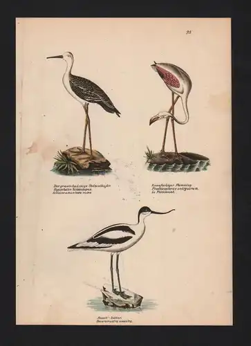 Stelzenläufer pied stilt Flamingos Vogel Vögel bird birds Lithographie