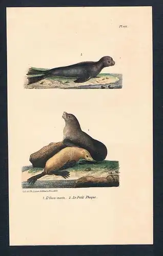 Seelöwe sea lion Robbe Robben Baby animals Lithographie lithography