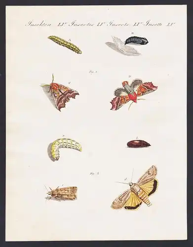 Insekten LV - Die Näscherin - Die Brautjungfer - Phalaena Noctua Zackeneule Brautjungfer Schmetterling butter