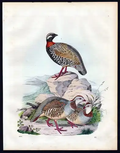 Rebhuhn Hühner Huhn partridge hen Lithographie lithograph