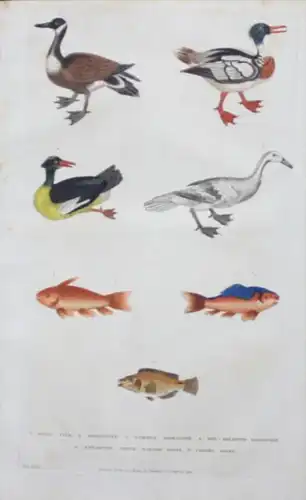 Goldfisch Fisch fish Goose gans Vogel bird animals engraving Kupferstich