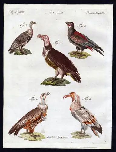 Ohrengeier lappet faced vulture Geier Vögel birds Kupferstich engraving
