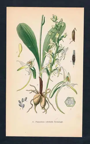 Waldhyazinthe Platanthera Orchidee Orchideen Orchidaceae Lithographie