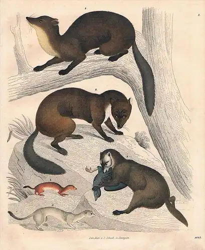 Marder Iltis marten Jagd hunting Lithographie lithograph