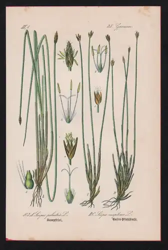 Sumpfbinse spike-rush Lithographie Kräuter Heilkräuter herbs herbal