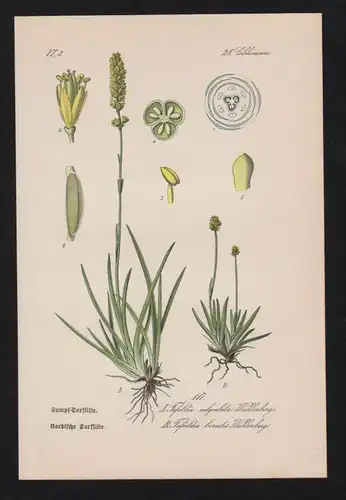 Simsenliliengewächse Lithographie Kräuter Heilkräuter herbs herbal