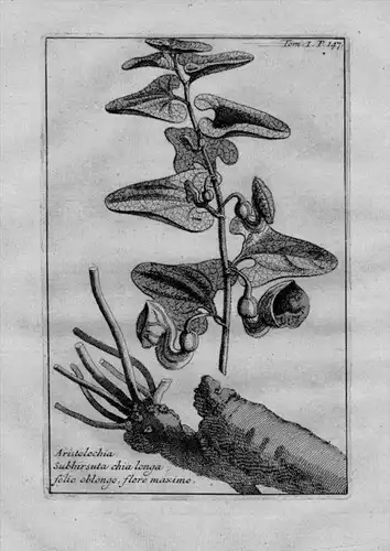 Pfeifenblumen Aristolochia Heilkräuter Kräuter Kupferstich engraving