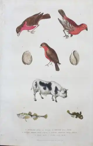 Dompfaff Gimpel bullfinch Kuh cow Tiere animals engraving Kupferstich