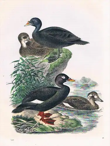 Trauerente Enten Ente duck Vogel Vögel - Lithographie lithography