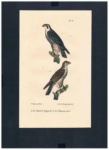 Falke Falken falcon Vogel Vögel bird birds Lithographie Lithograph