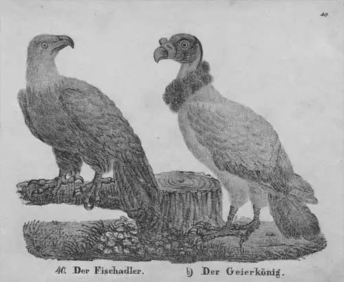 Adler eagle Fischadler Geier Original Lithographie litho lithograph