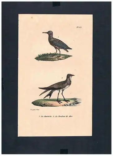 Prärieläufer sandpiper Vogel Vögel bird birds Lithographie Lithograph