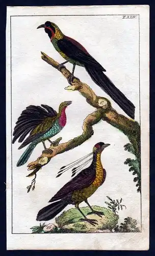 Paradisvogel bird of paradise Vogel Vögel birds Kupferstich engraving