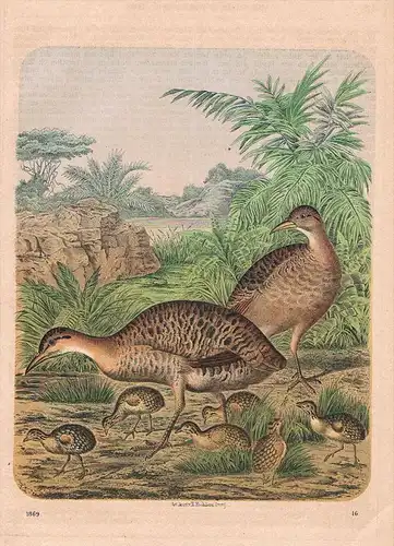 Inambu Rackelhuhn Huhn Hühner - Lithographie
