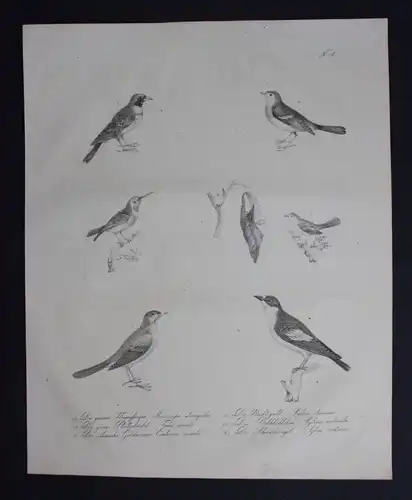 Nachtigall nightingale birds Inkunabel Lithographie Brodtmann lithograph