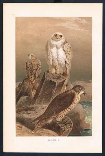 Jagdfalke Falke falcon Vögel bird birds Farblithographie lithography