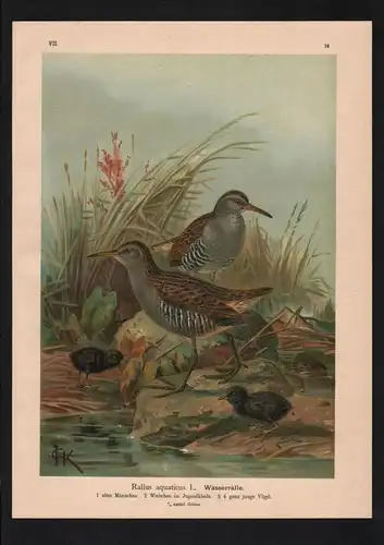 Wasserralle water Vögel Vogel bird birds Farblithographie Naumann