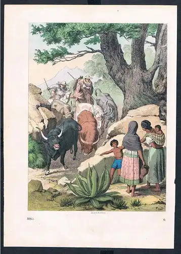 Mexiko Rinder Herde cattle Jagd hunting Amerika Original Druck print