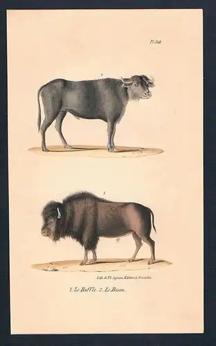 Bison Büffel Rind Rinder animal Original Lithographie lithography