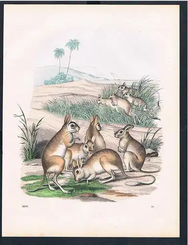 Känguru Kängurus cangaroo Australien Australia Original Lithographie