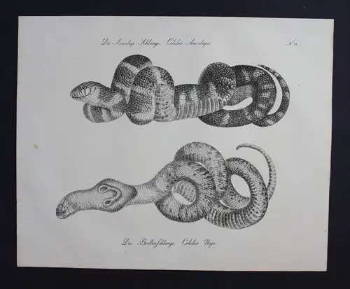 Brillenschlange snake Schlange Inkunabel Lithographie Brodtmann lithograph