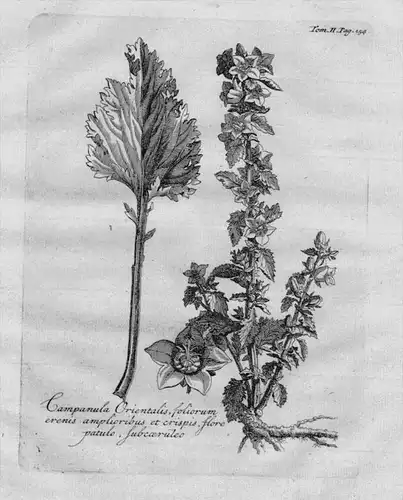 Campanula Orientalis foliorum erenis amplioribus et .. - Campanula Glockenblume Heilkräuter Kräuter / Botani