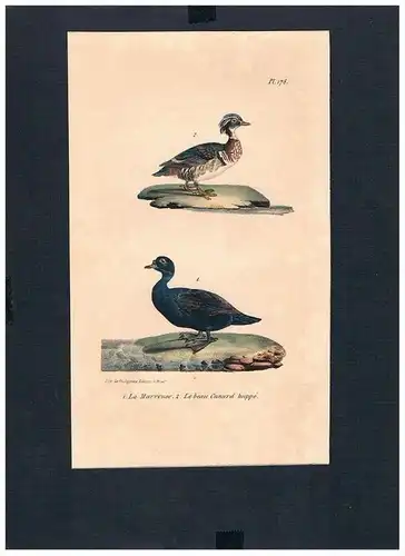 Schopfente crested duck Vogel Vögel bird birds Lithographie Lithograph
