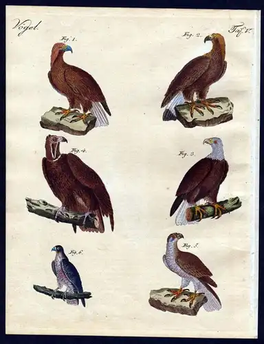 Vögel V. - 1) Der Königs-oder Gold-Adler. - 2) Der gemeine Adler - 3) Der Pygargue oder Adler mit weißem Ko