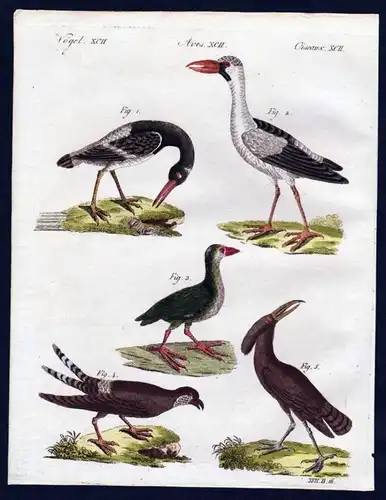 Austernfischer oystercatcher Vögel birds   / Bilderbuch für Kinder