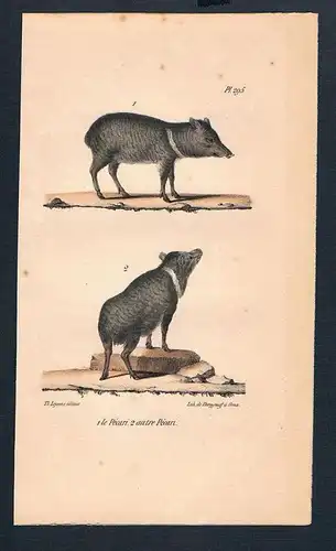 Nabelschwein Pekari Pekaris animals Original Lithographie lithography