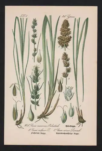 Hain-Segge Seggen Carex Lithographie Kräuter Heilkräuter herbs herbal