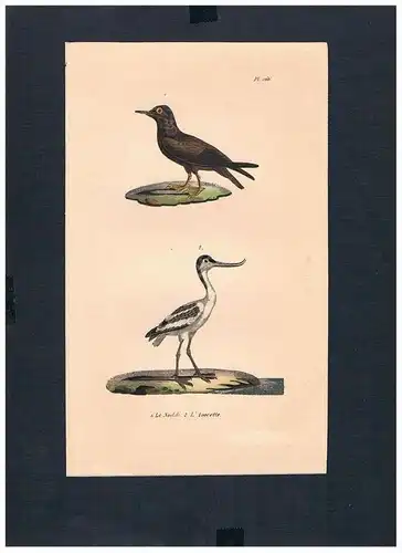 Säbelschnäbler Avocet Vogel Vögel bird birds Lithographie Lithograph