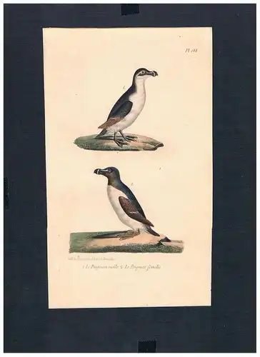 Alkenvögel Alcidae auk Vogel Vögel bird birds Lithographie Lithograph