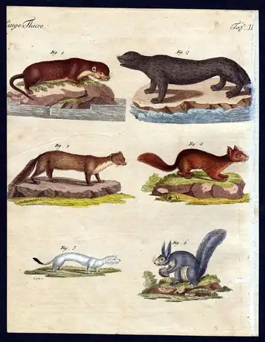 Säuge Thiere IX. - 1) Die Canadische Fischotter. - 2) Die Meerotter. - 3) Der Baum-Marder. - 4) Der Zobel. -