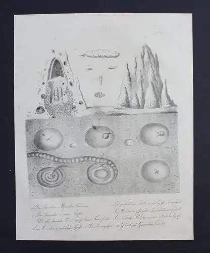 Ameise antz Ameisenbau Inkunabel Lithographie Brodtmann lithograph