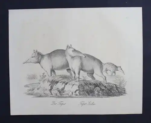 Tapir Tapire animal Tiere Inkunabel Lithographie Brodtmann lithograph