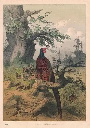 Fasan Edelfasan Vogel Vögel - Lithographie lithography