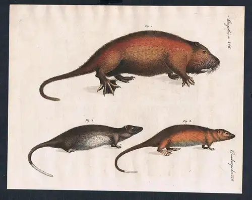 Säugethiere XCII. - Merkwürdige Säugethiere. 1) Der Coypus-Hydromis. 2) Der weissbäuchige Hydrommis. 3) De