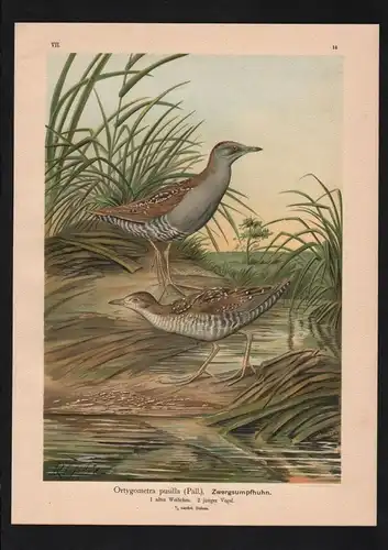 Sumpfhuhn swamp chicken Vögel Vogel bird birds Farblithographie Naumann