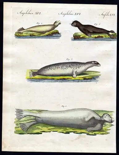 Amphibien XVI - Seehunds-Arten - der grosse Seehund, der gelbe Seehund, der rauhe Seehund und der kleine Robbe