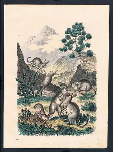 Hasenmaus Bergviscachas Tiere animals animal engraving
