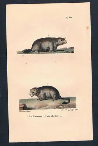 Murmeltier Erdhörnchen Marmotte animal Original Lithographie lithography