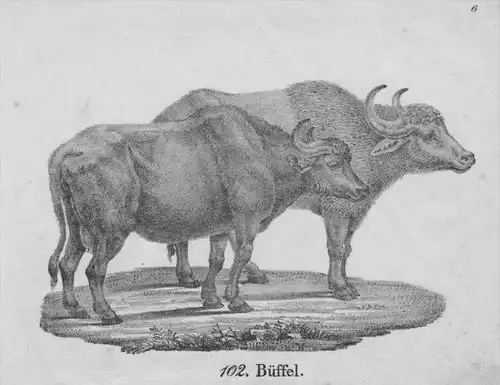 Büffel Ochse Rind Original Lithographie litho lithograph