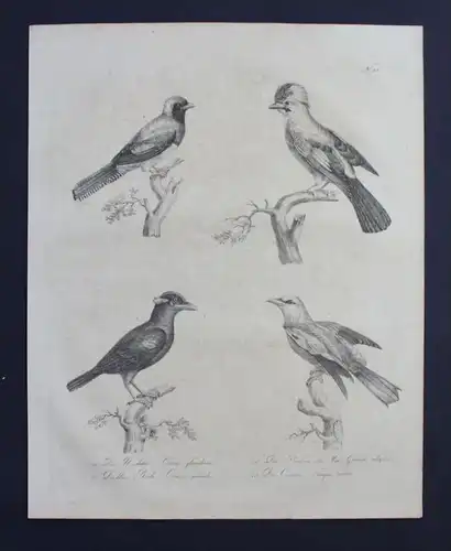Häher Racke Curucui bird Inkunabel Lithographie Brodtmann lithograph