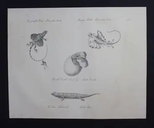 Krokodil crocodile Eidechse Inkunabel Lithographie Brodtmann lithograph