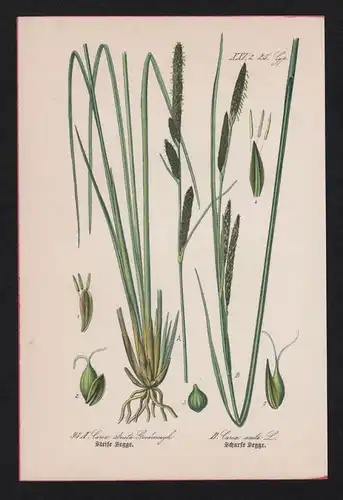Scharfe Segge Seggen Carex Lithographie Kräuter Heilkräuter herbs herbal