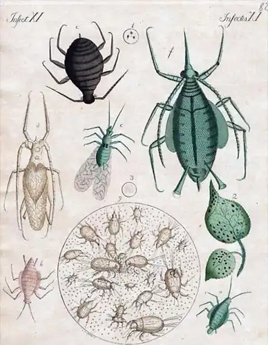 Insecten XI / Insectes XI - Die Blattlaus - Die Mehl und Käfermilbe - Milbe mite Laus Läuse Blattläuse lous